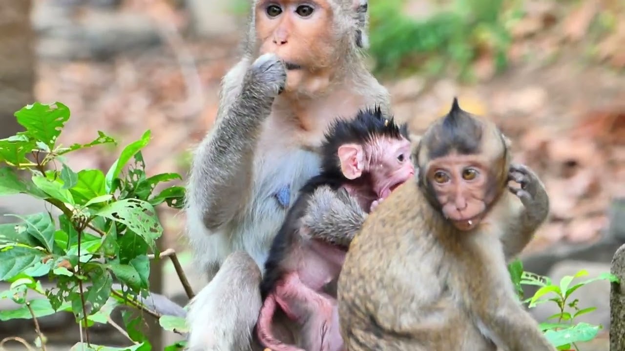 Jazzy monkey eating mango fruit, Jonna wait for eat too but her brother not yet