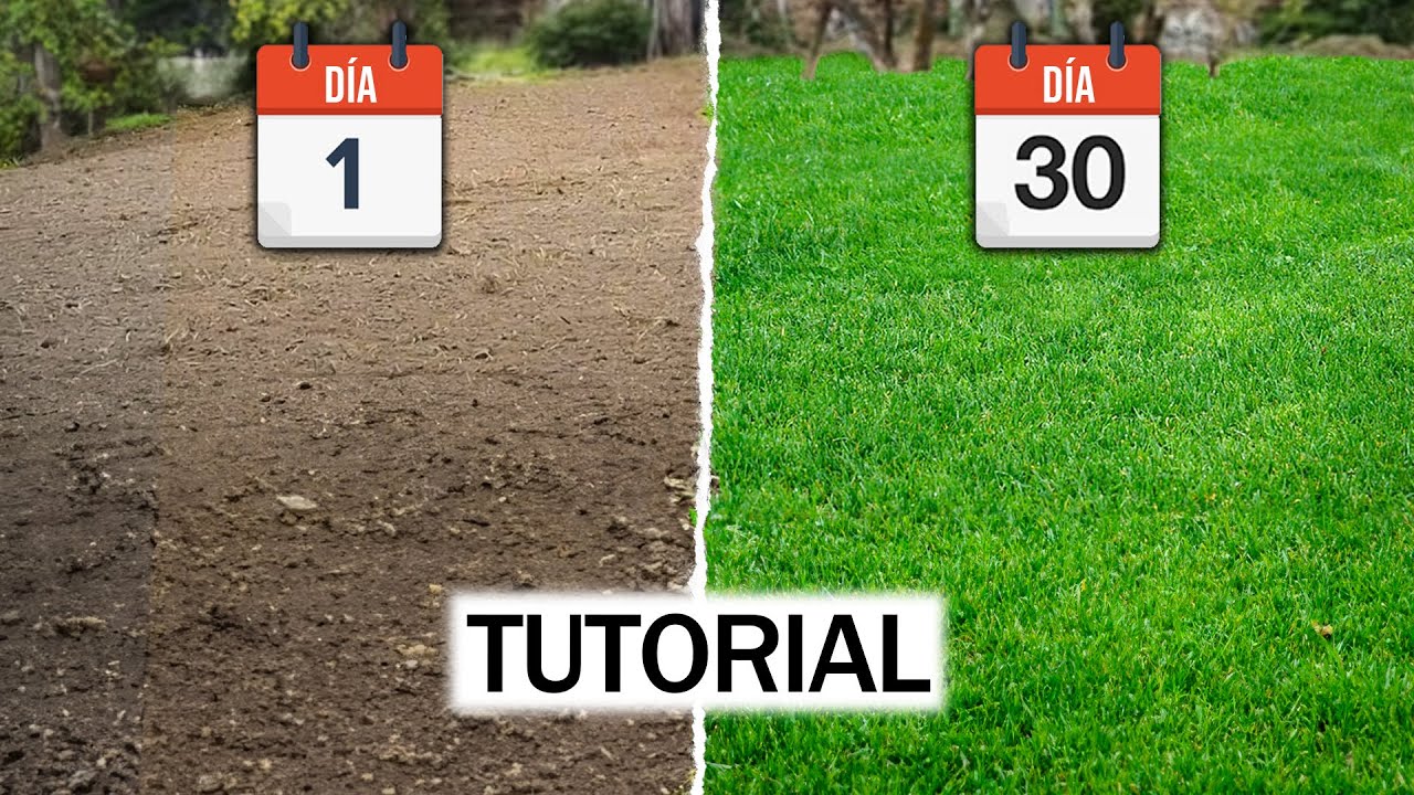 &iquest;C&oacute;mo sembrar un c&eacute;sped? TUTORIAL PARA PRINCIPIANTES + ERRORES a evitar!!