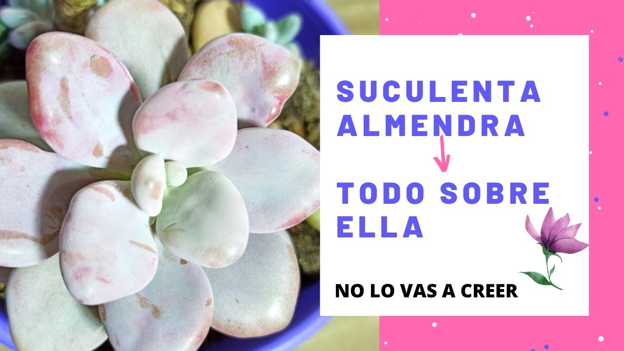 Pachypytum oviferum o planta almendra, todo sobre ella