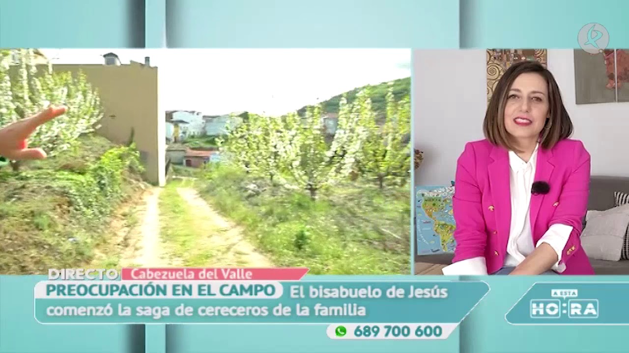 El cerezo extremeño, en el límite | A esta hora