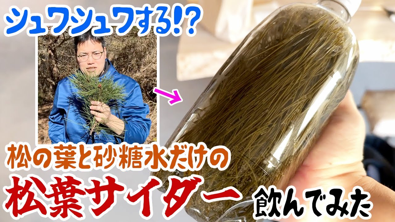 シュワシュワする！？松の葉と砂糖水だけの「松葉サイダー」飲んでみた