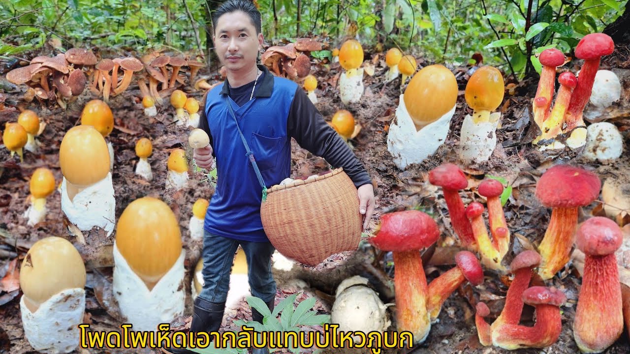 จัดหนัก!!เก็บวันเดียว20กิโล?? เห็ดระโงกขาวระโงกเหลืองผึ้งแดงขาลายบดดิน!ออกเต็มภู!!! 26พ.ค2567