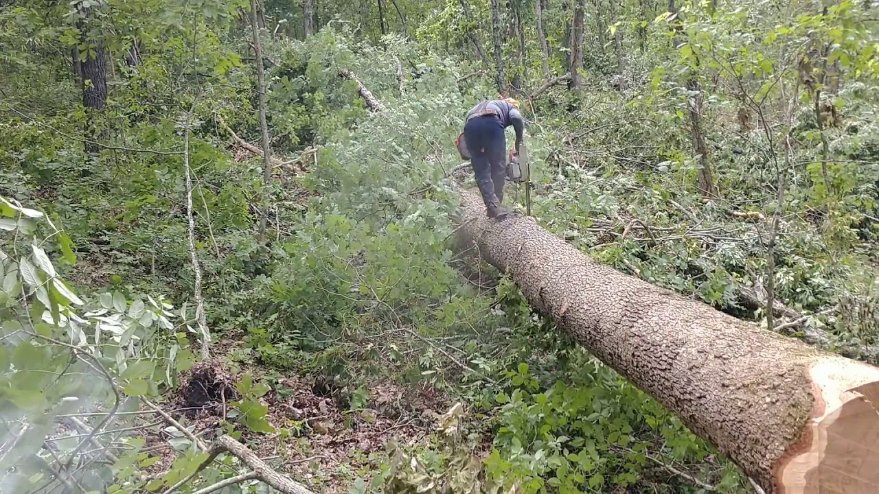 Stihl ms 661 Felling White Oak 1