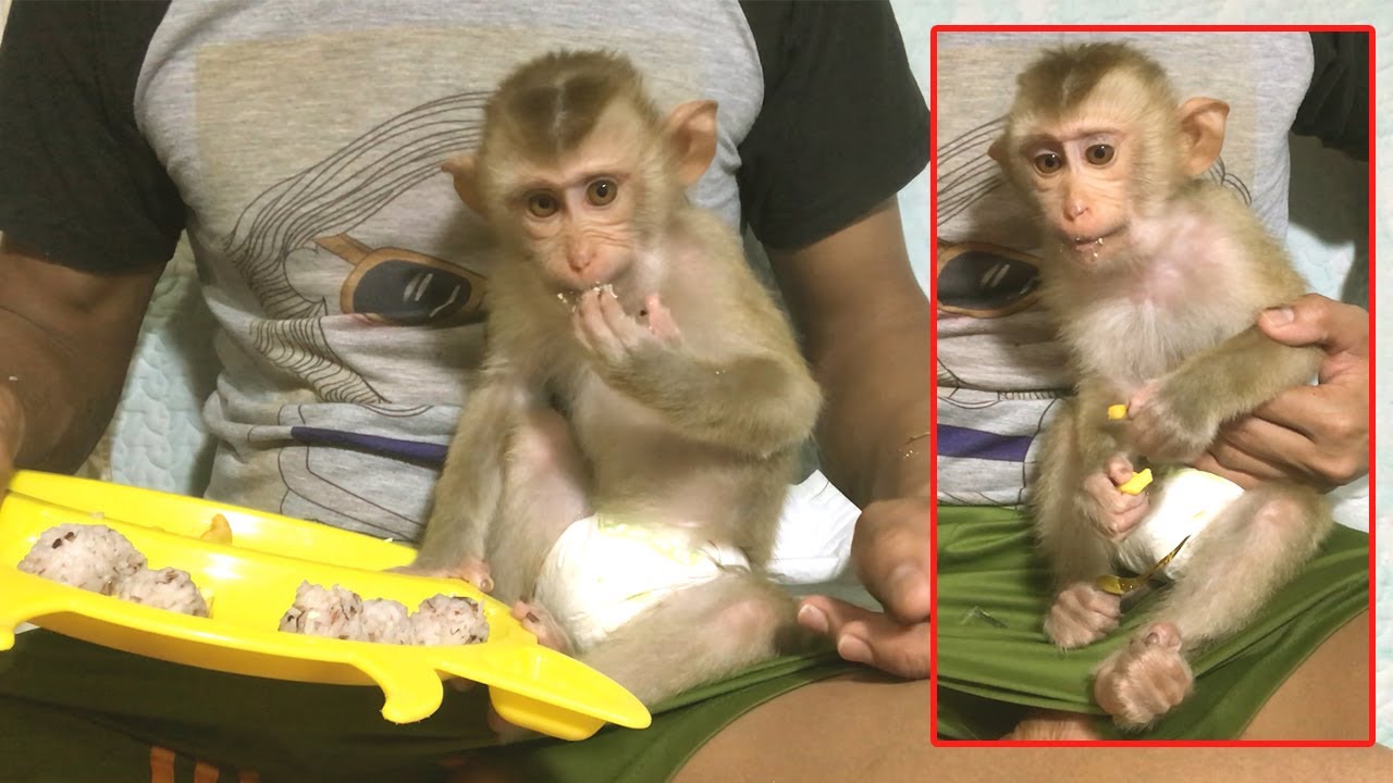 Most Adorable Monkey Abbey At The Time Of Eating Dried Jackfruits With Rice