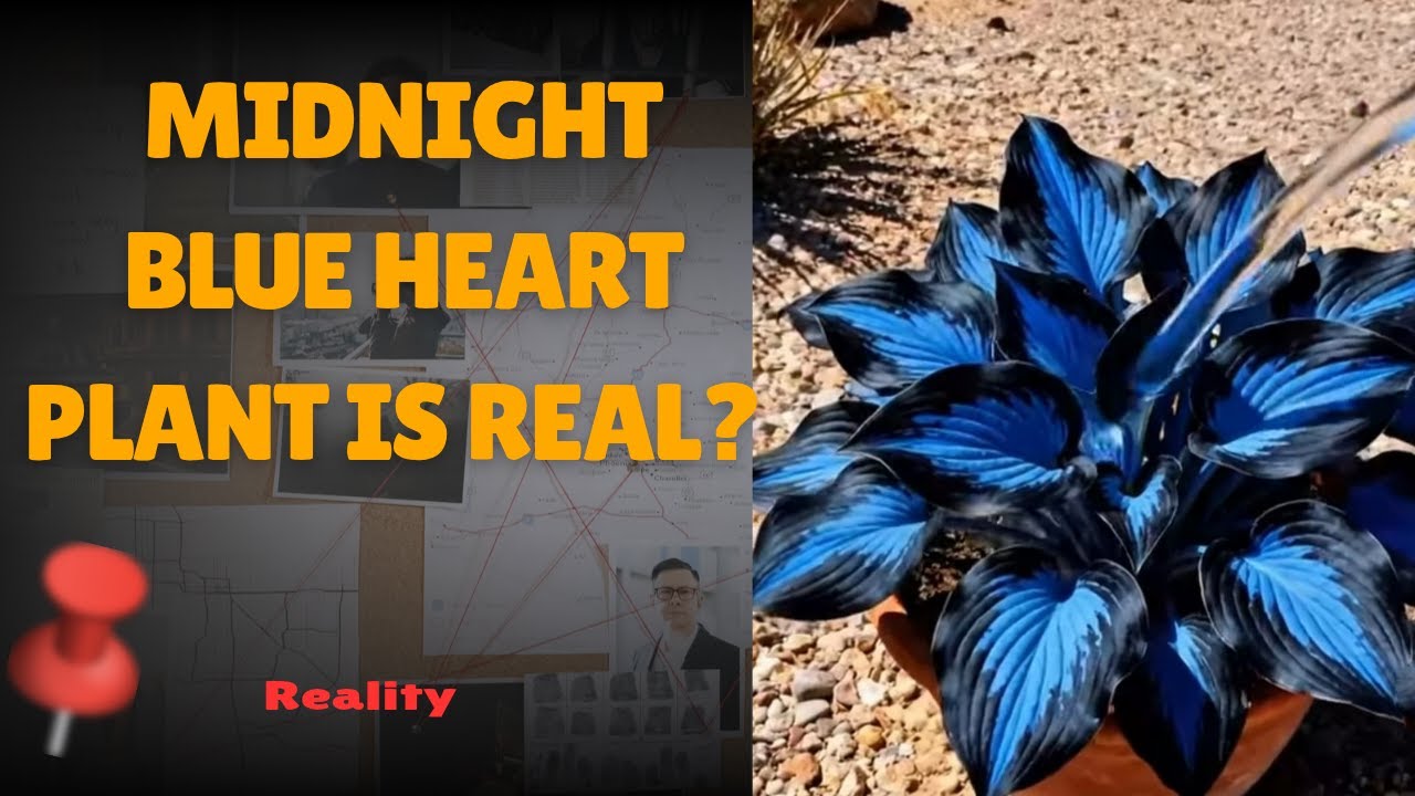 Midnight Blue Heart Plant Real or Fake | Midnight Blue Heart Plant is Real? | Video Check | Reality