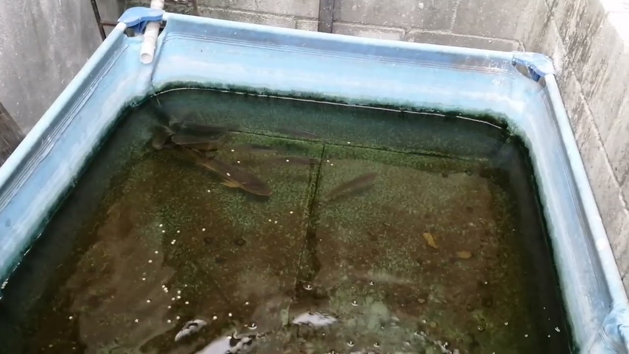 Tilapias, Como Diferenciar Hembras y Machos