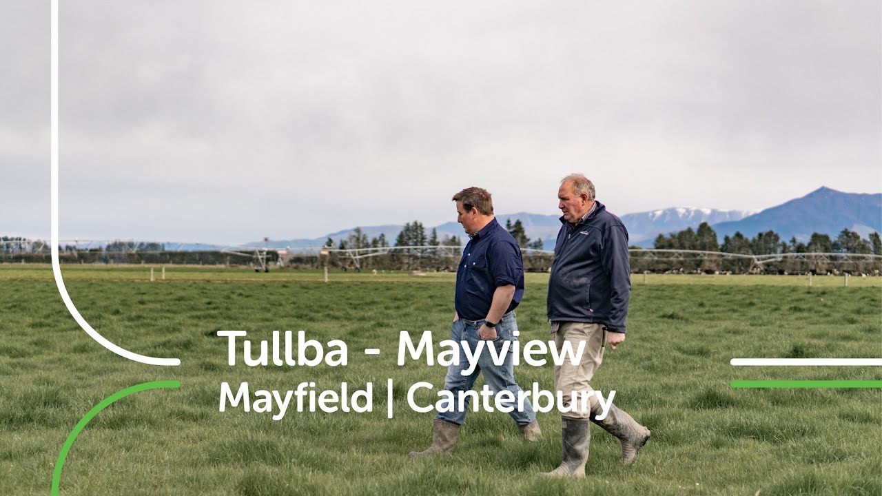 Tullba - Mayview Farm | Canterbury | PGG Wrightson