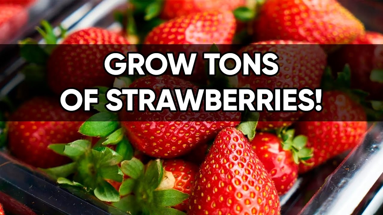 5 Proven Tips to Maximize Your Strawberry Harvest!