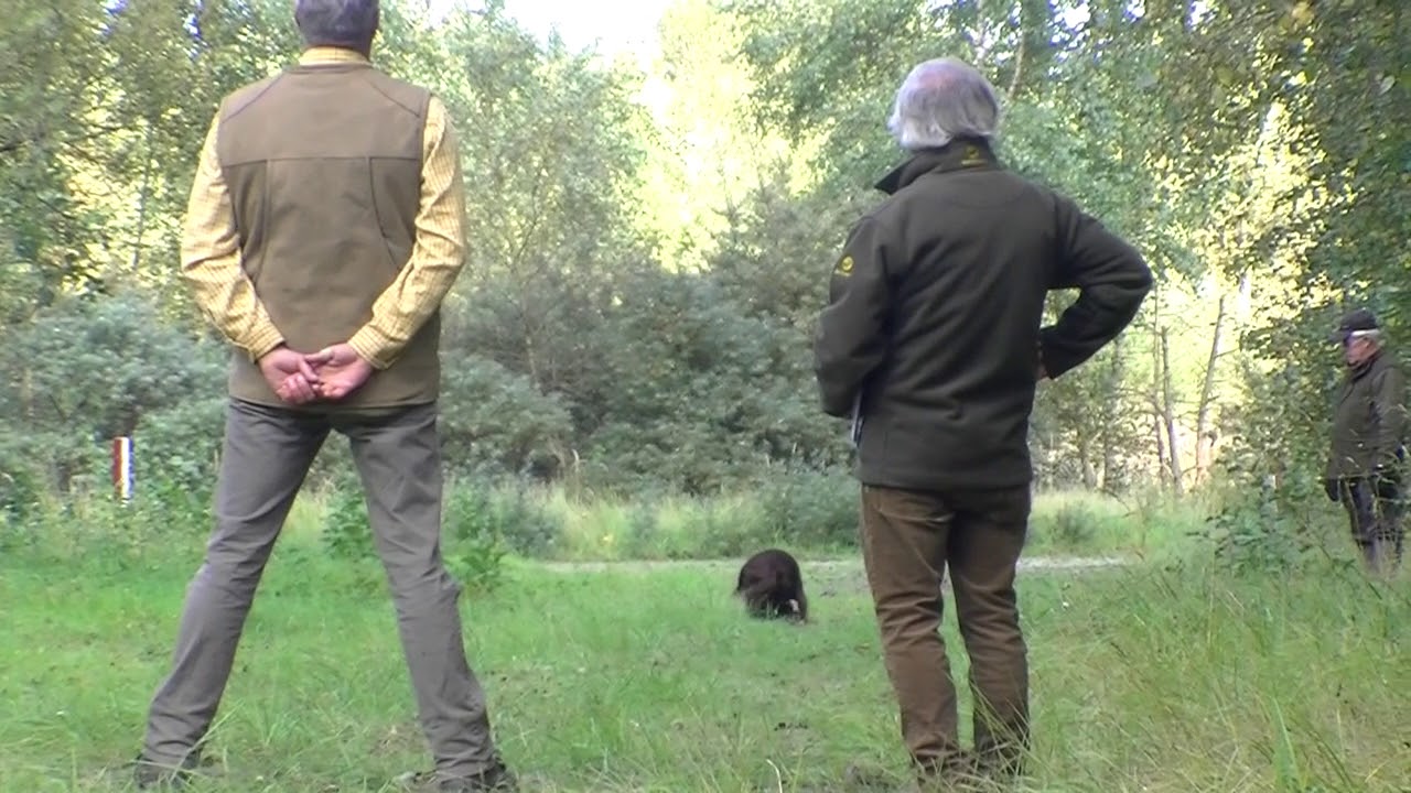 Devon SJP KNJV B Diploma