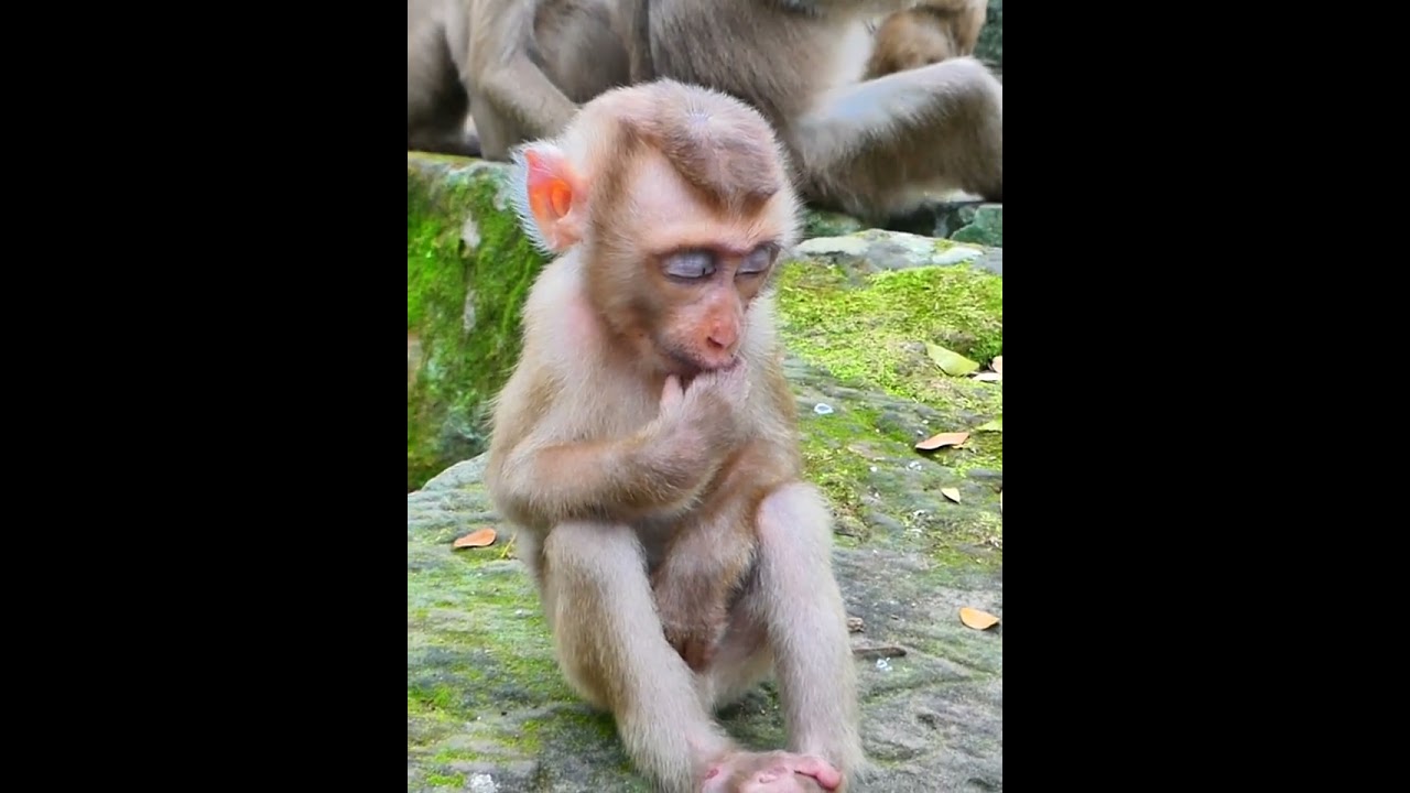 07-22-25 Monkey Discovery 017 #newborn #babymonkey #Joyce #monkeylife #abandoned #wildife #Jacee