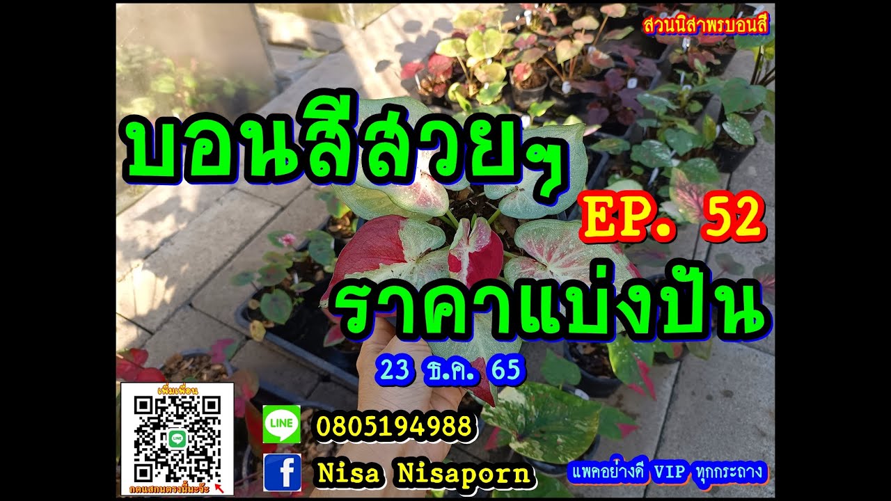 🌹 บอนสีสวยๆ EP. 52 🌹 ราคาแบ่งปัน 23 ธันวาคม 2565 สวนนิสาพรบอนสี ไม้ด่าง/ ไม้ป้าย โทร/ไลน์ 0805194988