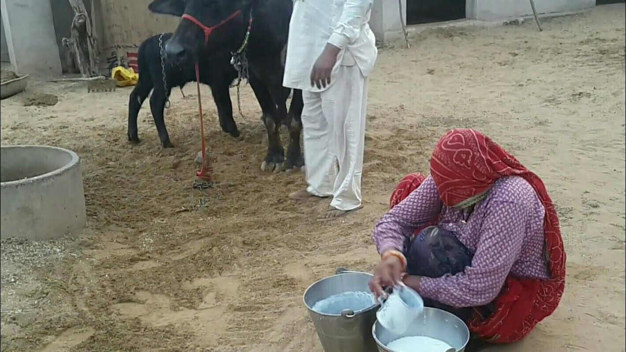For Sale - First Timer -beautiful young Buffalo (present milk12L) at Jhunjhunu Rajasthan.