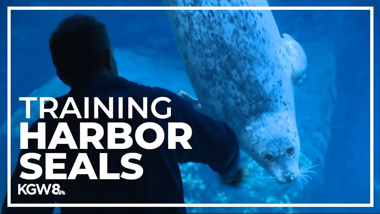 Training harbor seals at the Oregon Zoo