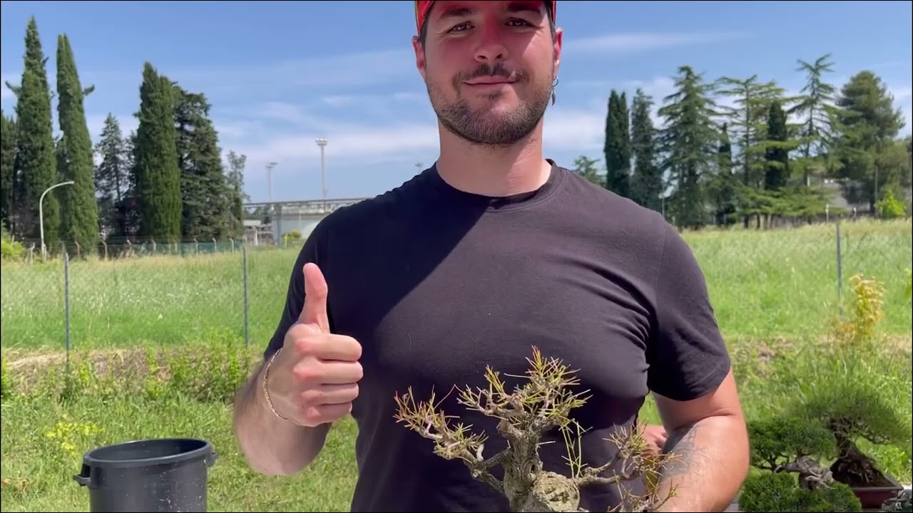Shohin bonsai, Lavori e coltivazione stagionali