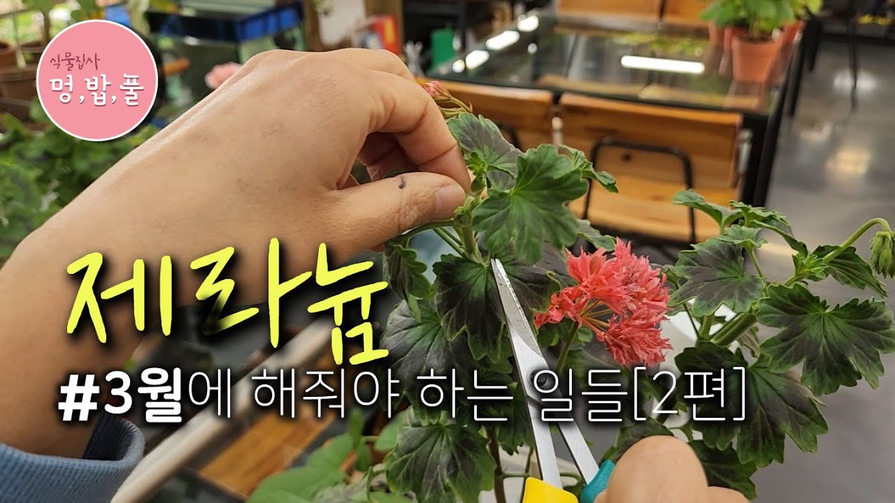 제라늄,3월에 해줘야하는 일들[2편] #제품구입은 아래 '더보기'에 있어요