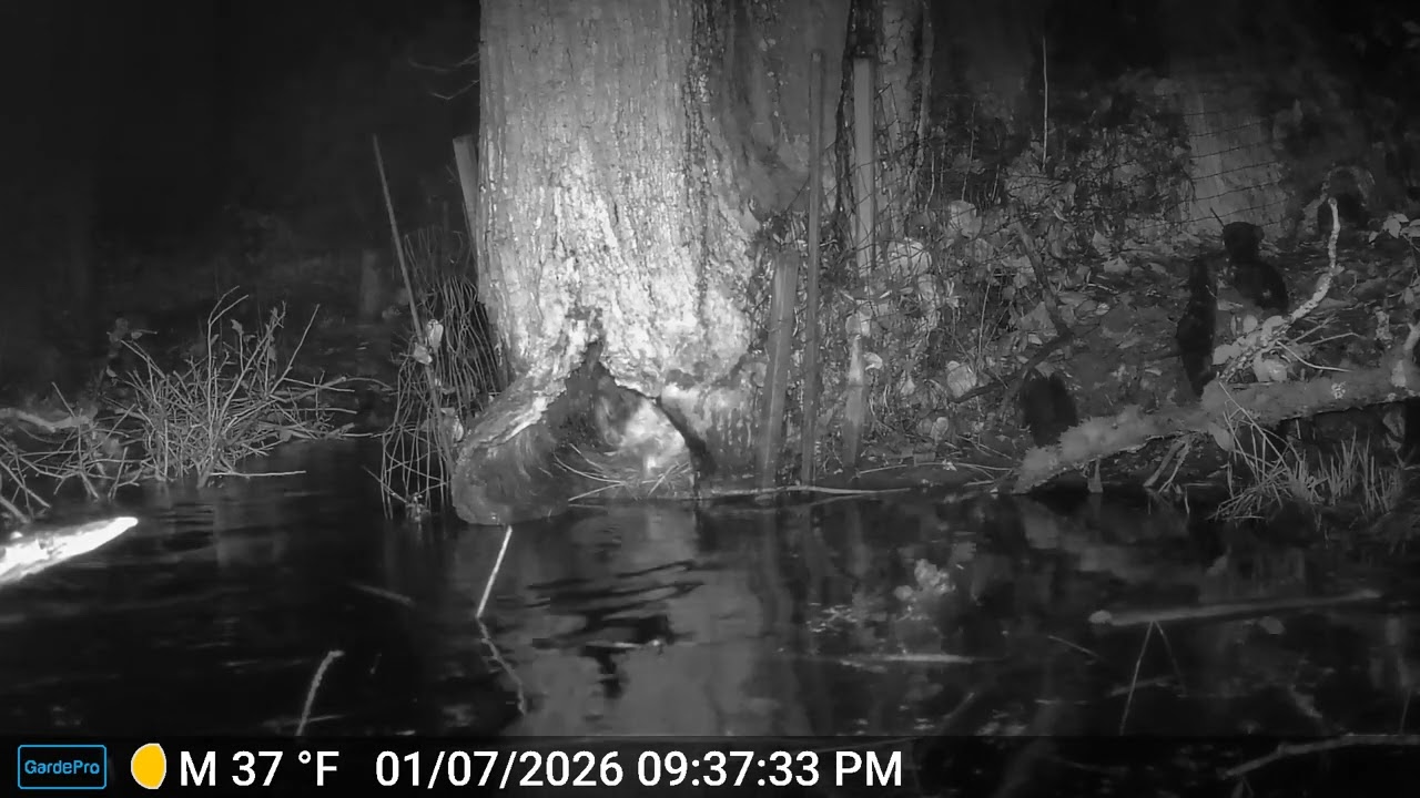 Beaver live in trees!  Beaver den in a cottonwood at Edwards Meadows HOA