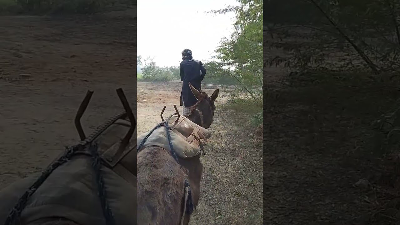 Wagowazi. Жеребец на ПаровкуПривезли лошицу з Бачача. Koní DonkeyLove moment
