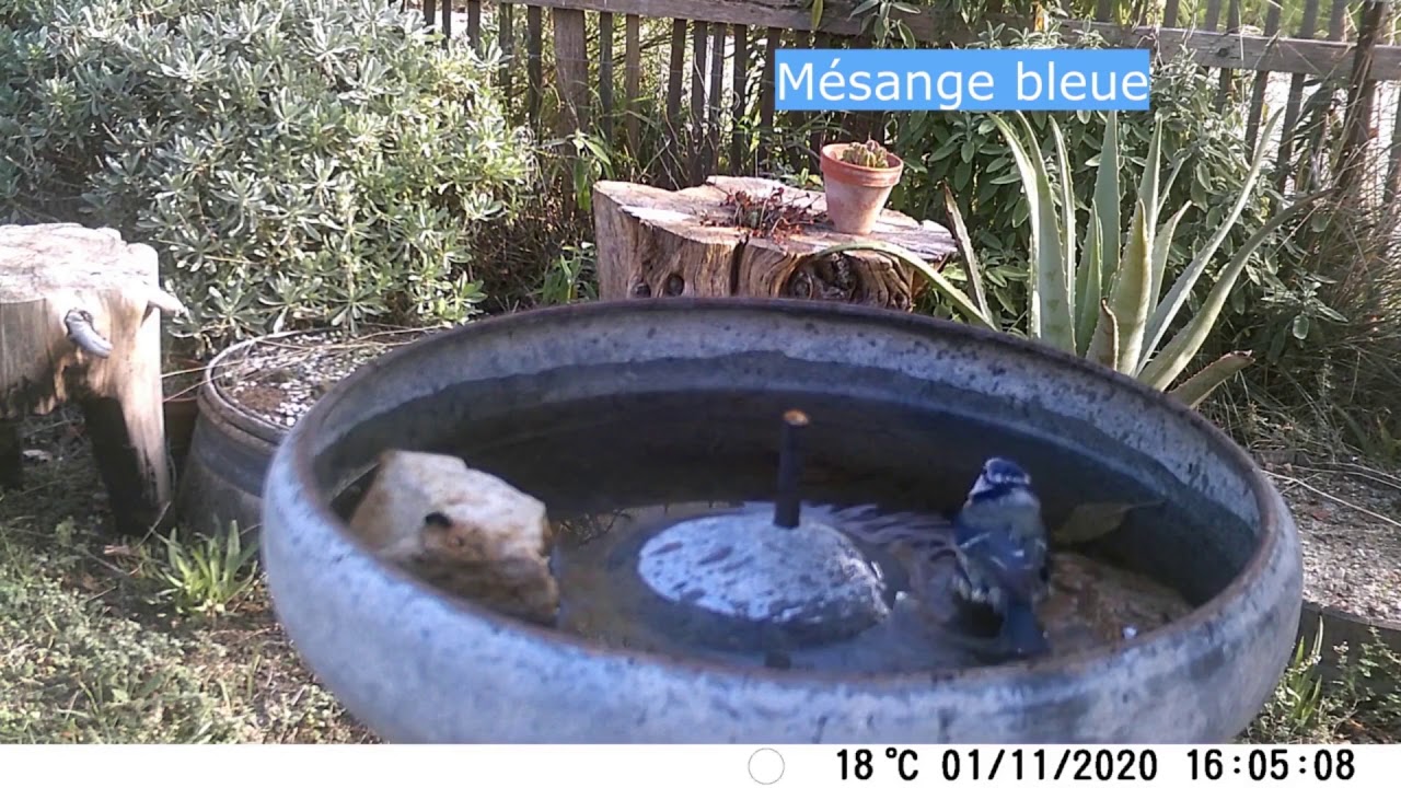 Un abreuvoir pour les oiseaux