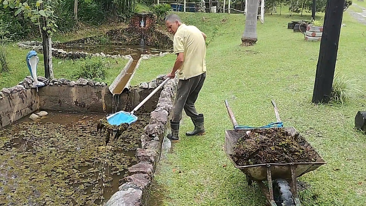 Retirando o excesso de plantas do tanque