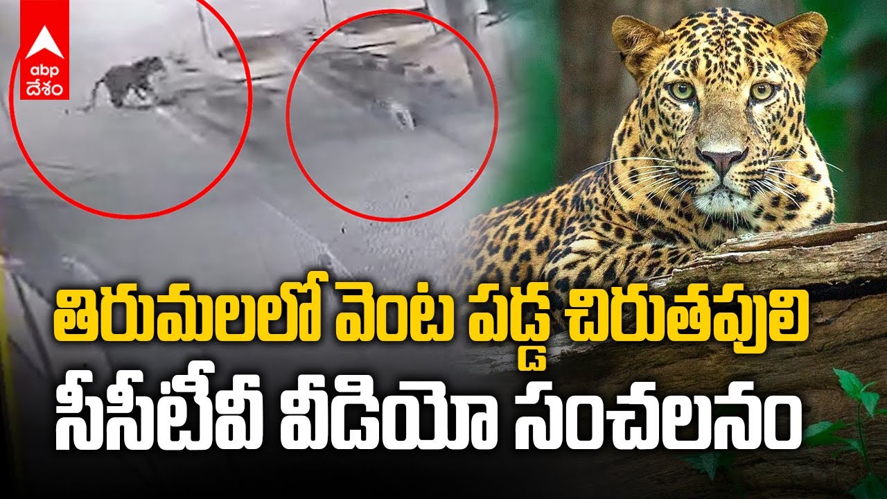 Tiger in Tirumala Steps | తిరుమల భక్తుల్లో చిరుత ఆందోళన | ABP Desam