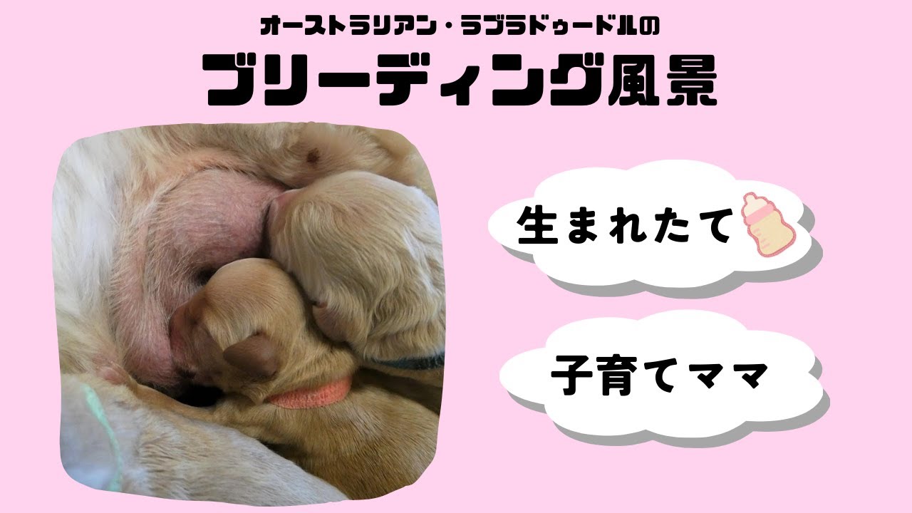 オーストラリアン・ラブラドゥードル（AL）のブリーディングの様子