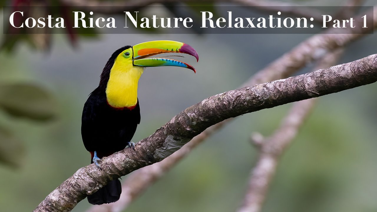 Costa Rica Nature Relaxation: Part 1