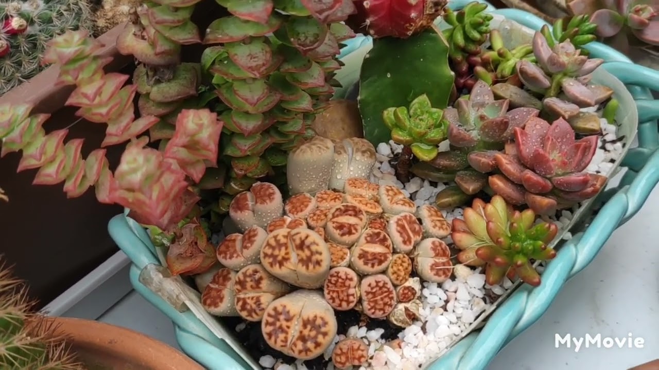 # cactos.# fácil cultivar. Belos mesmo sem flores.Formas encantadoras. 🥰.