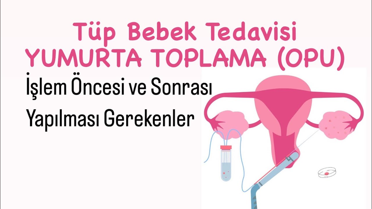 Yumurta toplama işlemi ve sonrası