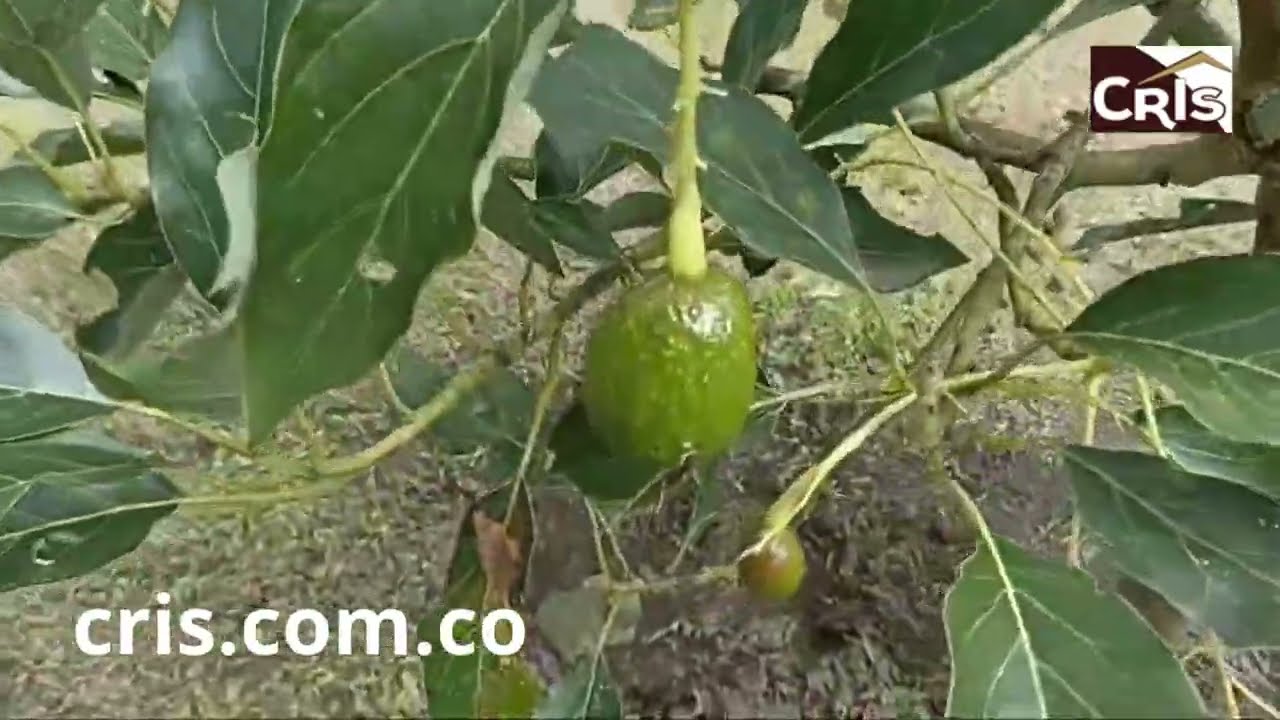 FINCA DE 3 5 CUADRAS EN VEREDA LA PALOMA EN CALARCA QUINDIO