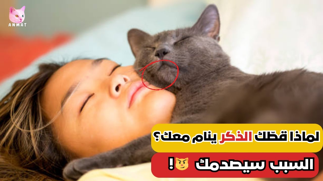 هل ينام قطك الذكر بجانبك؟ هذا ما يحاول إخبارك به!🙀
