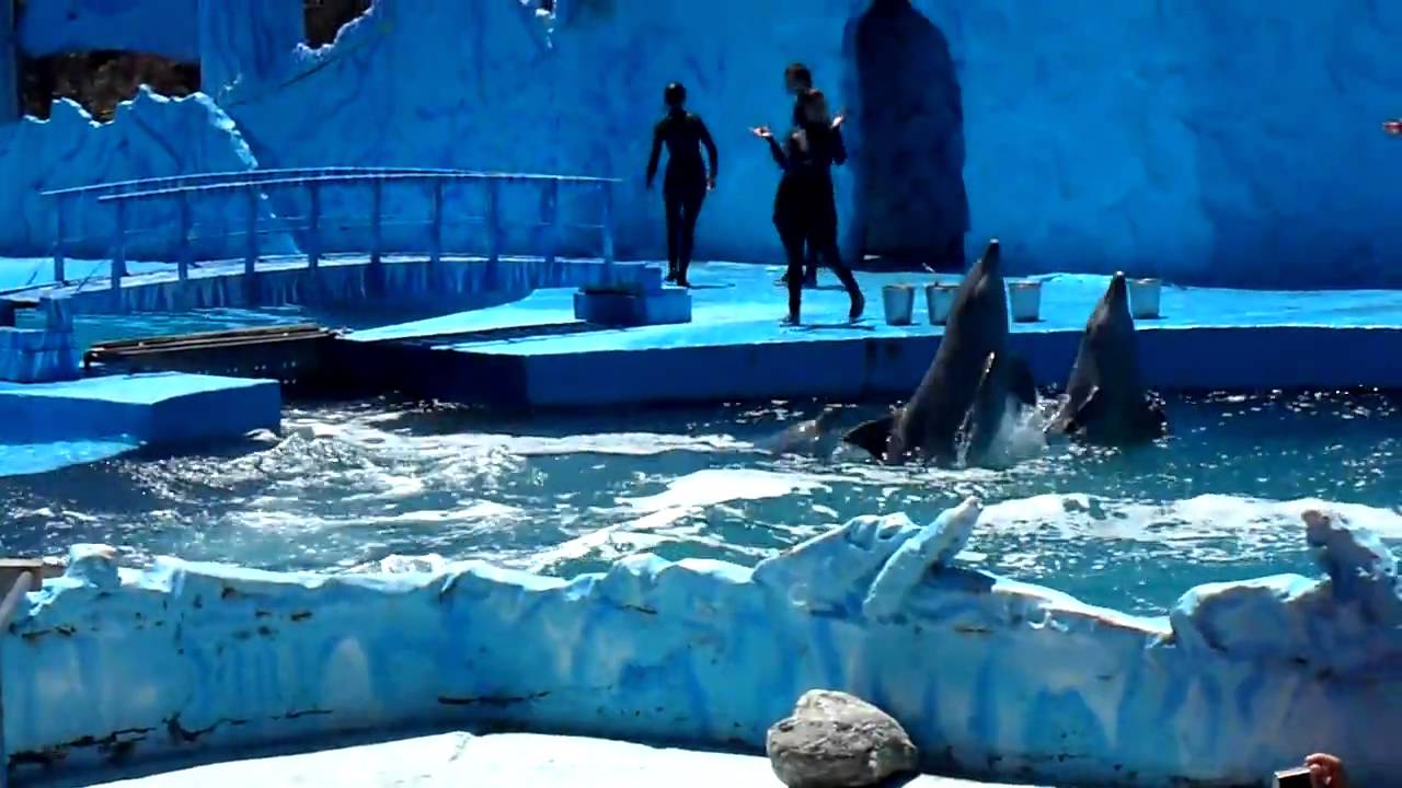 HD Mundo Marino San Clemente Show Mundo Marino Orca Ballenas delfines Buenos Aires Verano 2010   1/3
