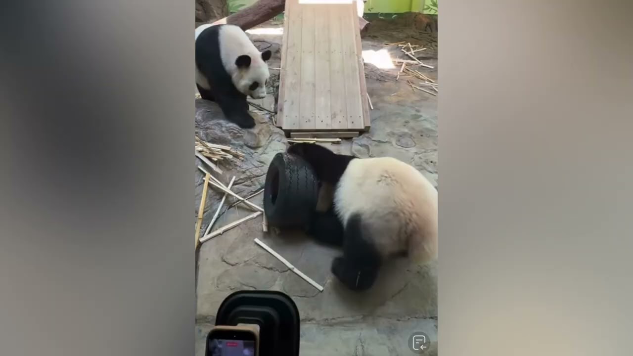 萌萌看到妹珠玩輪胎，母女倆搶著玩玩得很激動，大文奶爸及時投餵竹筍分開母女倆#panda  #cutepanda #熊貓妹珠 #熊貓妹豬