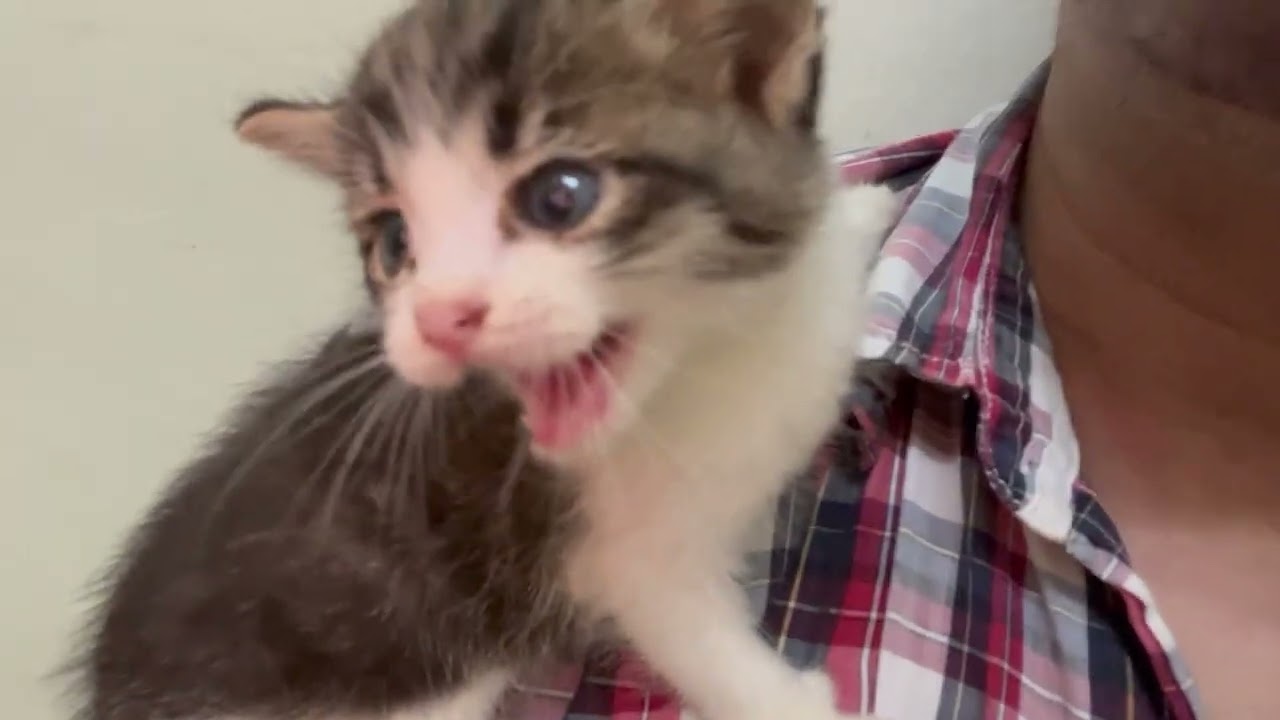 Random Cat Videos Part 1
