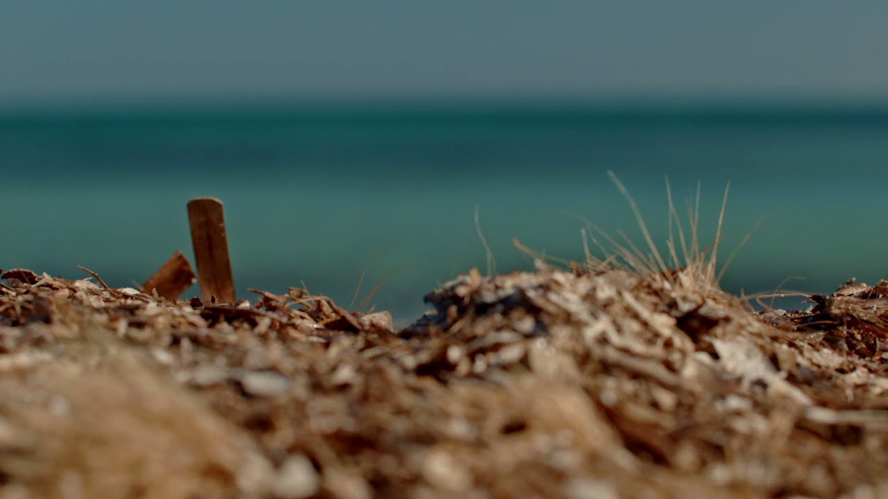 La Posidonia Oceanica
