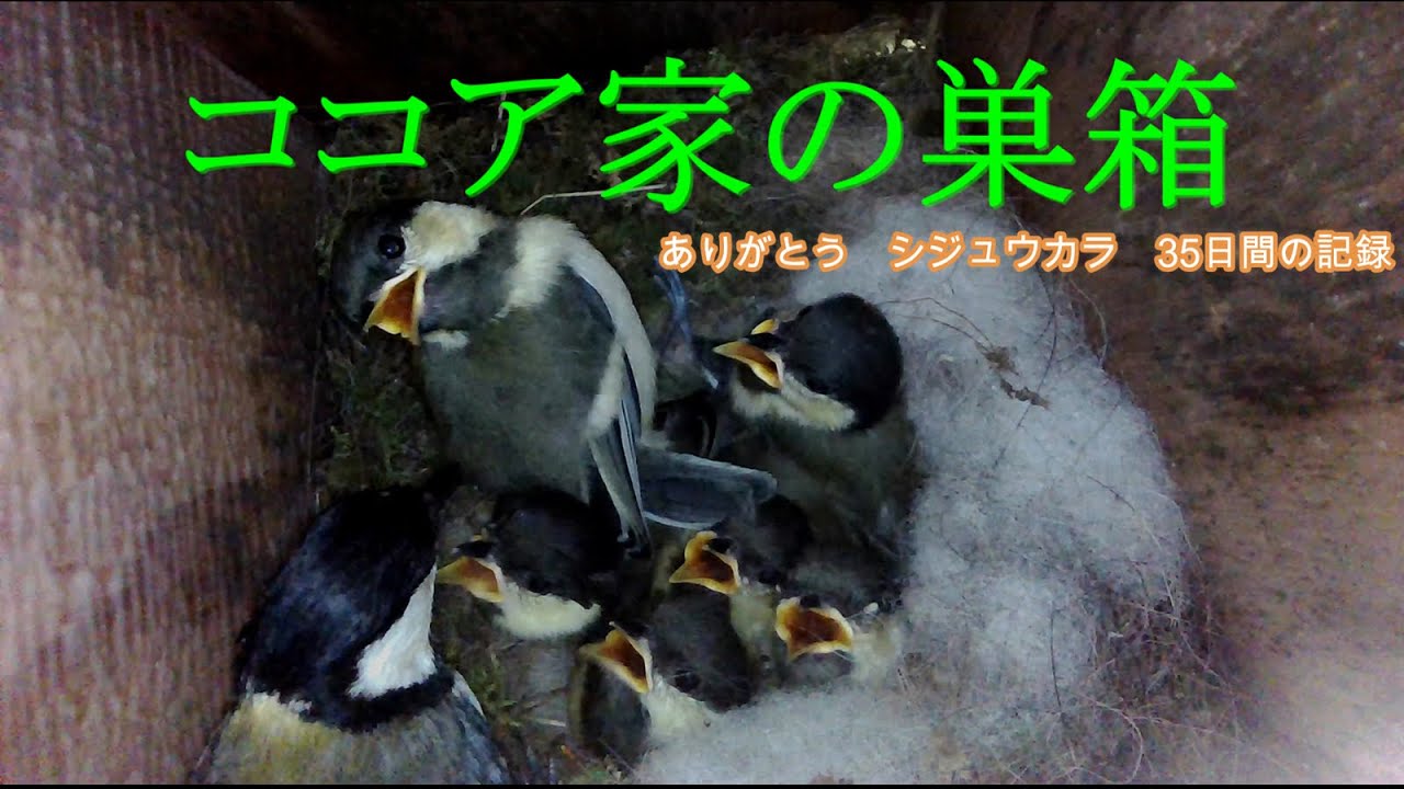 ココア家の巣箱　ありがとうシジュウカラ　35日間の記録