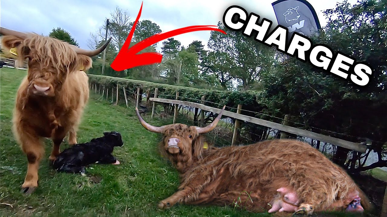 COW CHARGES AFTER VERY DISTRESSING CALVING !