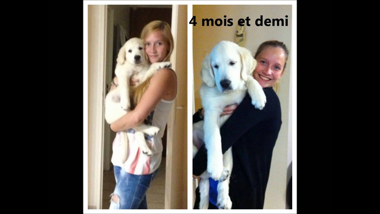 Evolution Golden Retriever de 2 à 12 mois - Praline