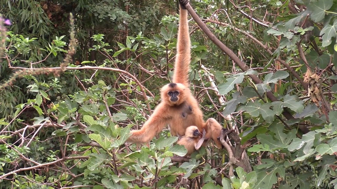 Gibbon à favoris roux (Red-cheeked ribbon) BioParc de Doué La Fontaine