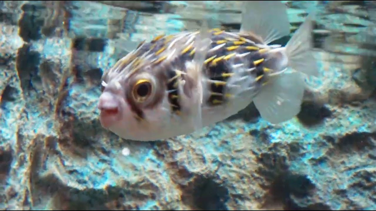 Подводное Путешествие в Токио: Аквариум Шинагава