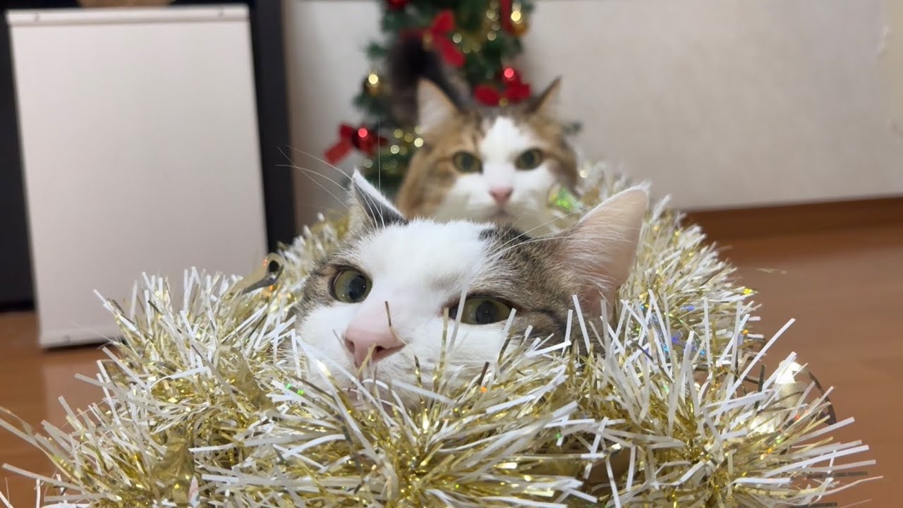 お母さんがデコレーションした箱に埋もれてくつろいであげる猫