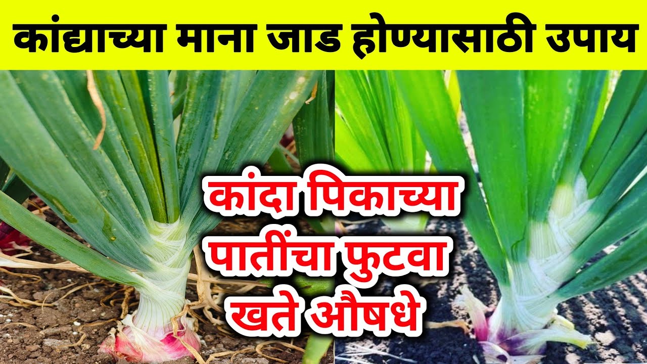 कांदा पिकाची मान दांड पोगर जाड होण्यासाठी उपाय | कांदा पातींचा फुटवा | kanda pik | कांदा खते औषधे