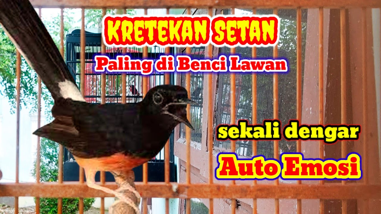 SUARA Pancingan Murai Batu Mantap bikin murai lain KERASUKAN ROH Juara || Kretekan murai batu