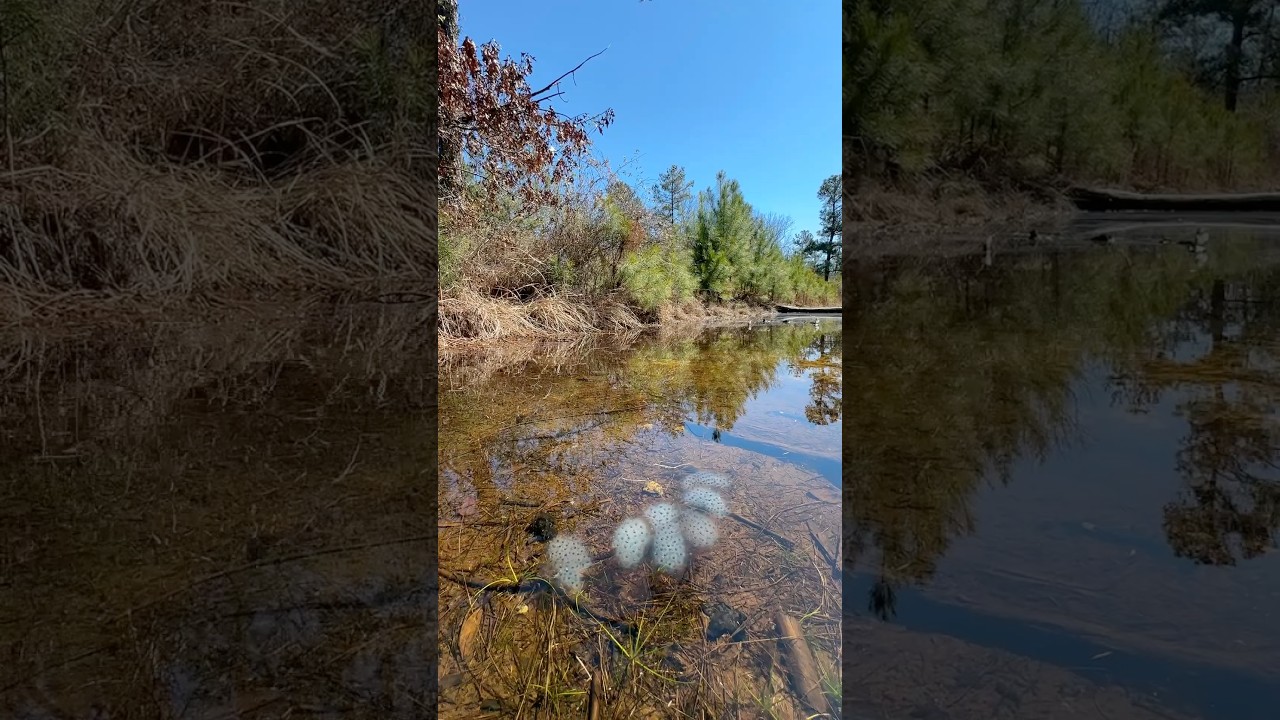 Spotted Salamander Vernal Pool Full of Glowing Blue Eggs!
