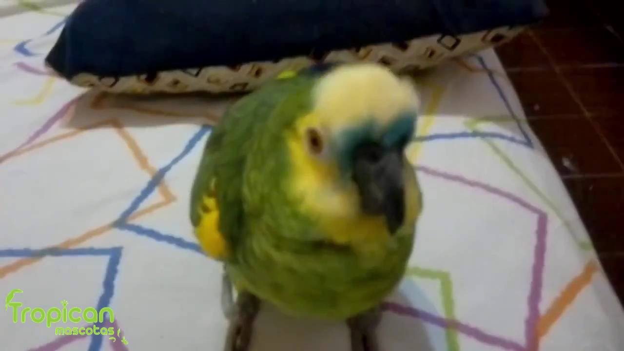 Loros que hablan.