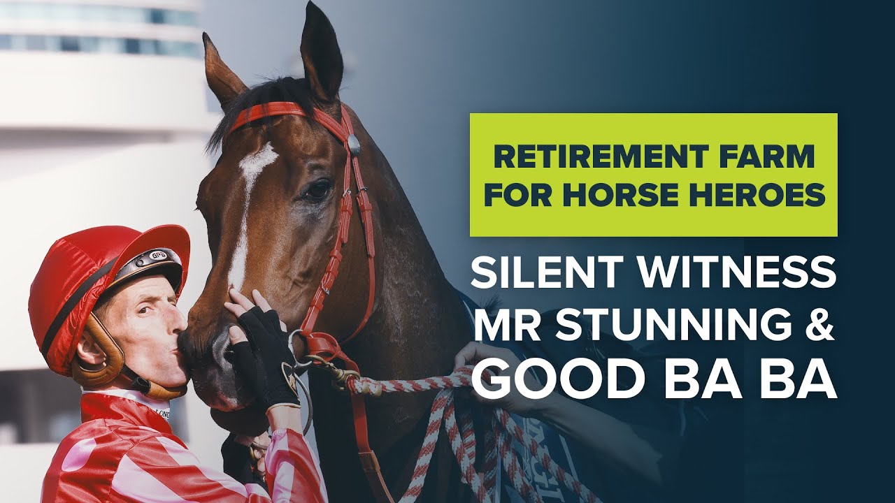 HKIR HORSE RACING HEROES: MR STUNNING, SILENT WITNESS & GOOD BA BA RELAX AT EQUINE RETIREMENT FARM