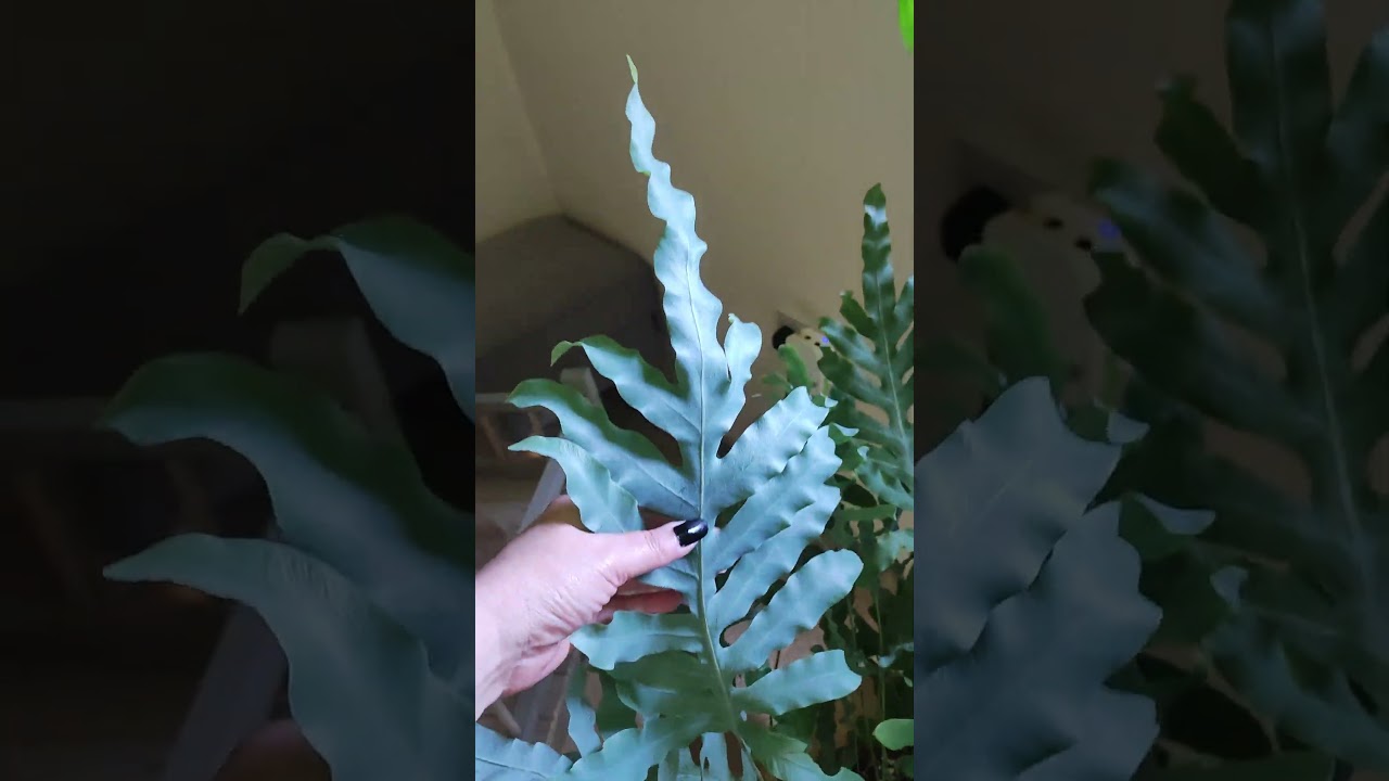 ♥️Meet My Plants♥️ KANGA! 