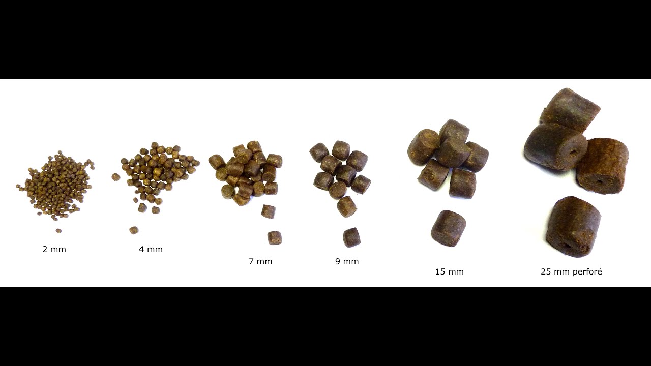 peche a la carpe avec pellets et enrobage