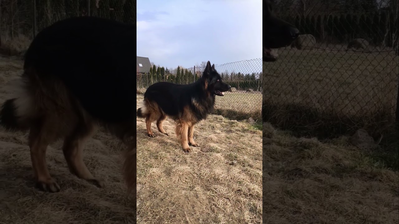 uwaga bażant!!!😂#oldgermanshepherd #germanshepherd #kochampsy #gsd #cutedog