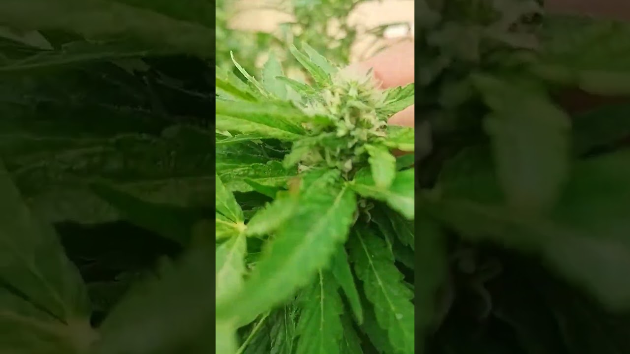as&iacute; va la critical bilbo