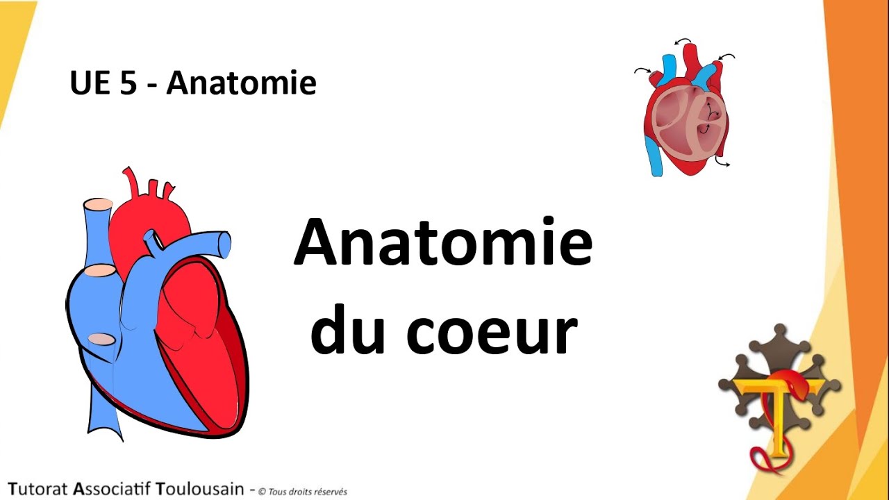 TAT Pédagogie - UE5 Anatomie - Anatomie du cœur